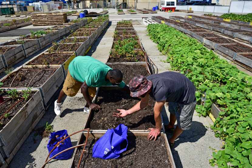 Barron Horton (left), landscape supervisor, and Demler pick potatoes at the farm. 