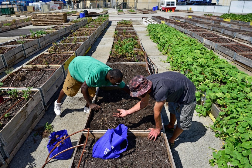 Barron Horton (left), landscape supervisor, and Demler pick potatoes at the farm. 