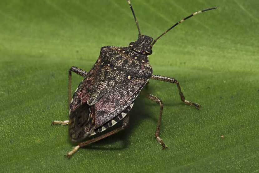 Be on the lookout for the non-native brown marmorated stink bug. It has white bands on dark...