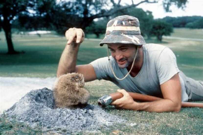 Bill Murray takes on a gopher in Caddyshack.  