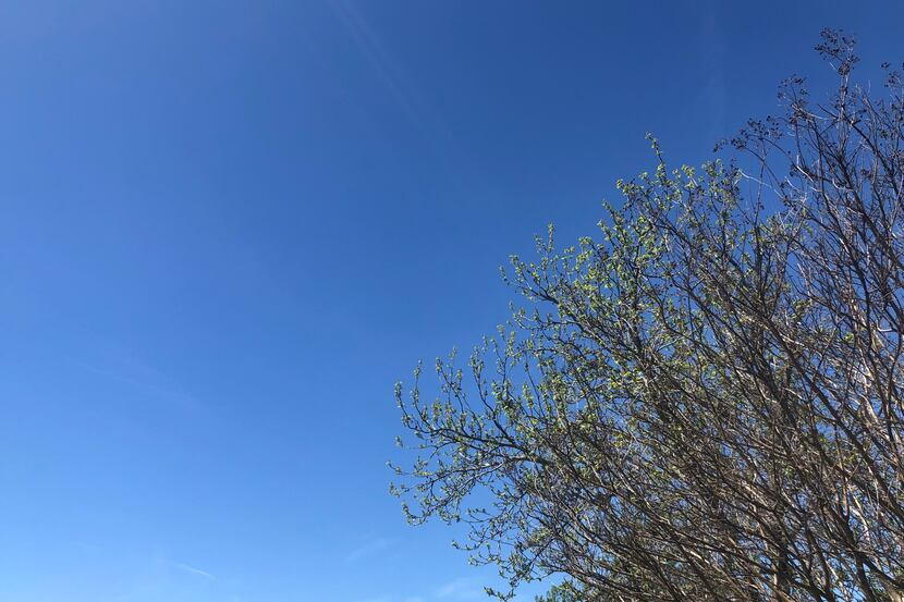 A blue sky over northwest Dallas on March 25, 2020.