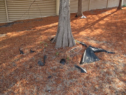 Plastic sheets or “weed-blocking fabrics” should never be used under mulch, especially...