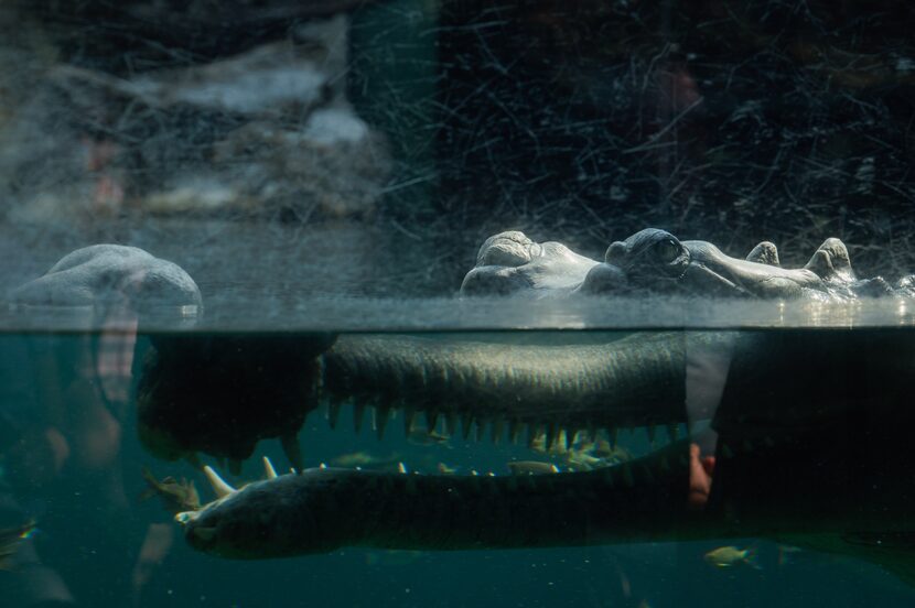 An adult gharial crocodile outside of the Museum of Living Art (MOLA) at the Fort Worth Zoo...