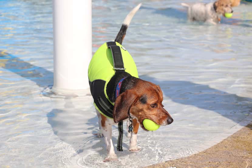 Paws in the Pool will be Sept. 7 at Frisco Water Park in Frisco.