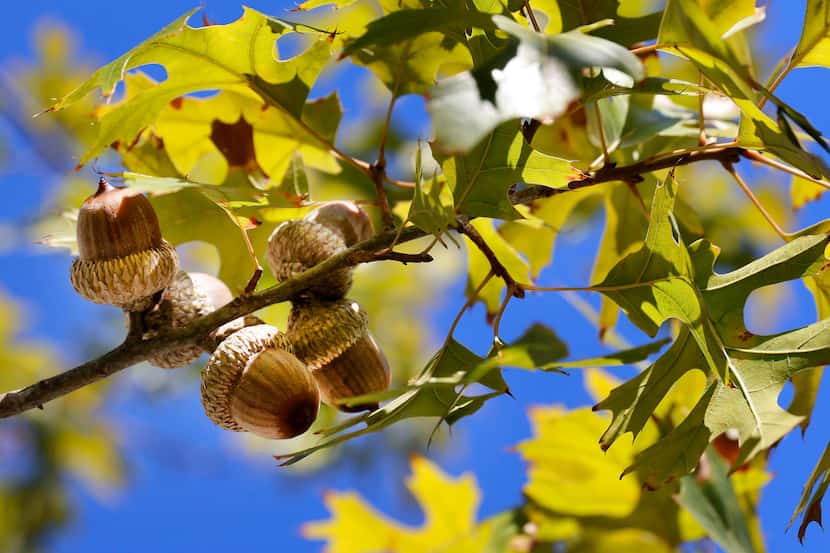 Acorns cling to the leaves of an oak tree in the uptown area of Dallas on Nov. 15. Trees in...