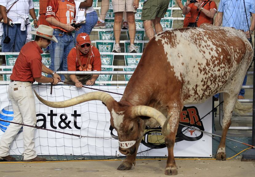A handler tries to untangle mascot Bevo, who was caught up in ropes and the field goal net...