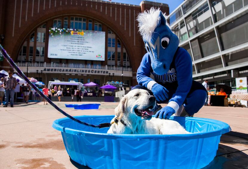 In this 2017 file photo, Dallas Mavericks mascot Champ pets Russell the dog as he lounges in...