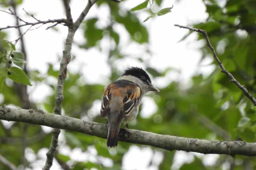 A gray-collared becard was sighted for the first time ever in Texas at the Resaca de la...