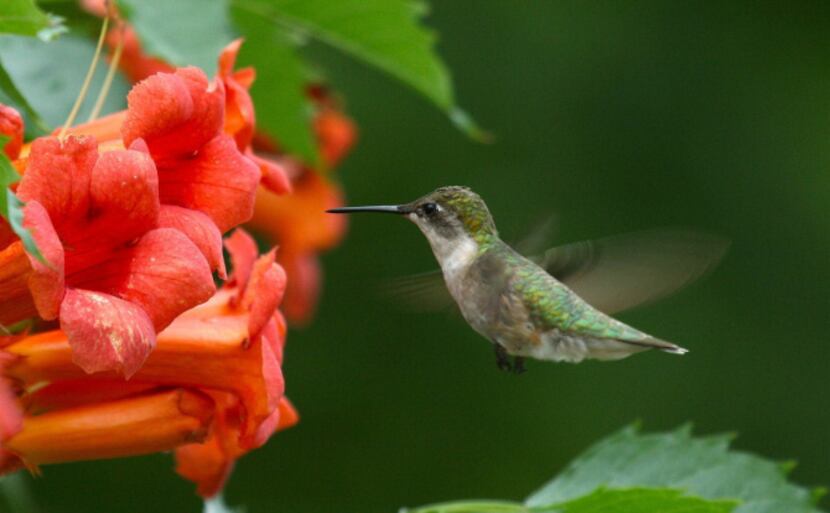 A ruby-throated hummingbird feeds on trumpet vine flowers.