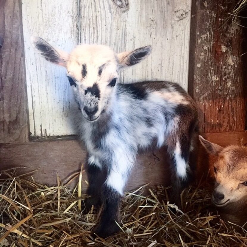            Jax was born this spring in East Dallas!   