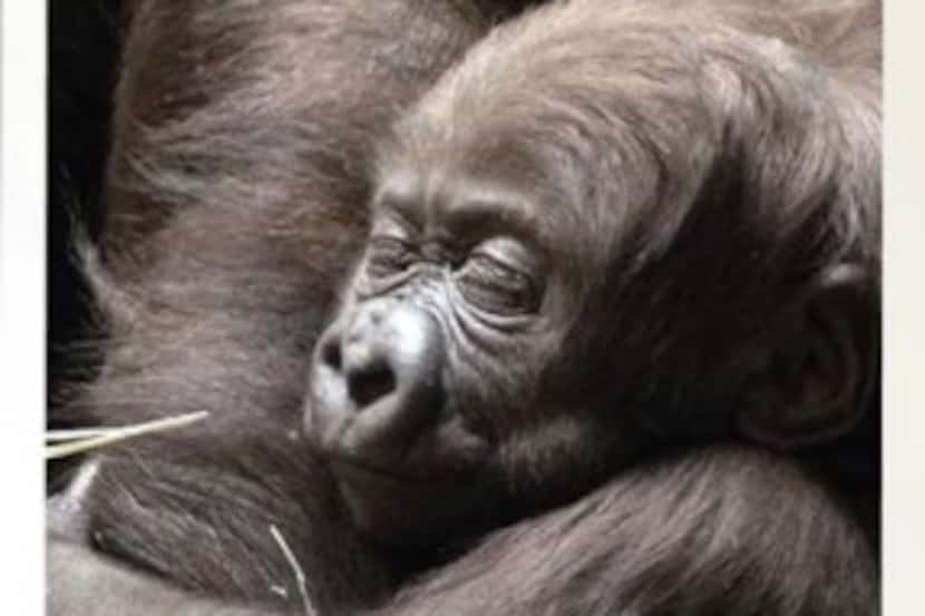  The Fort Worth Zoo wants you to help name its new baby gorilla. (Courtesy/Fort Worth Zoo)