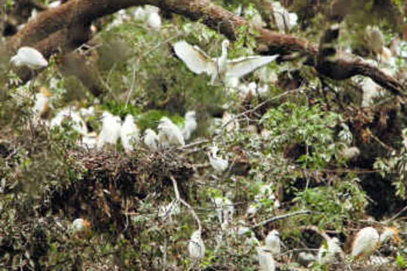  Thousands of egrets have found nesting spots at an undeveloped piece of land near Pleasant...