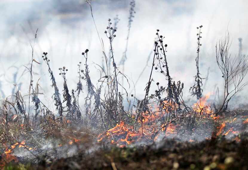 
A controlled burn is used to restore the park’s blackland prairie as well as give...