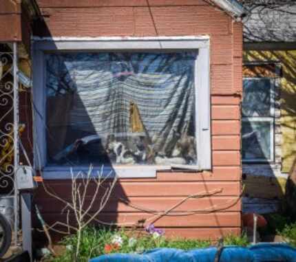  Cats sit in the window of a Vernon home where 108 felines were rescued on Feb. 25. (The...