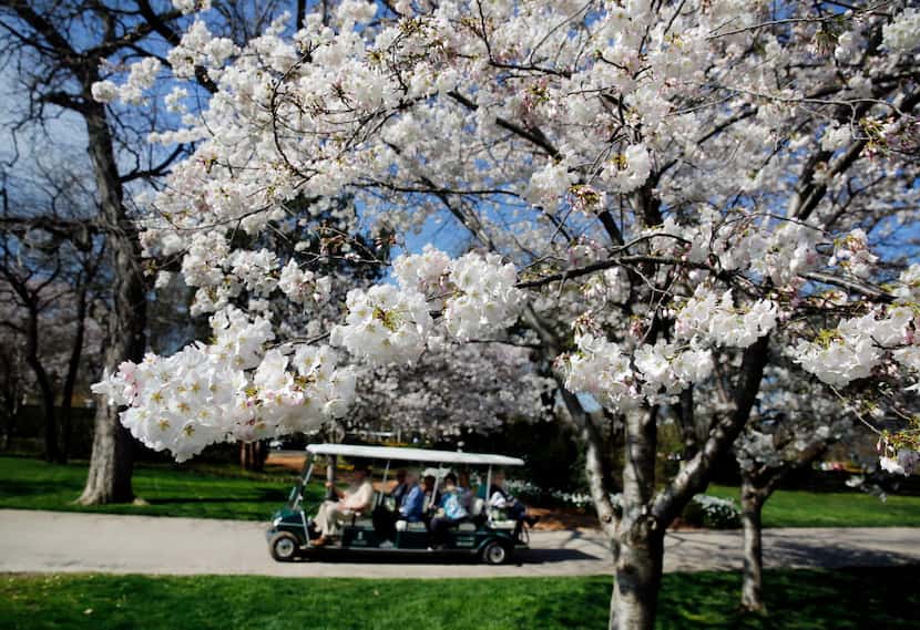 A tour cart passes by an array of pink and white cherry blossoms at the Dallas Arboretum,...