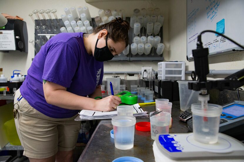 Aquarist Alicia Lee conducts a weekly hydrogen cycle test on the water in the basement...