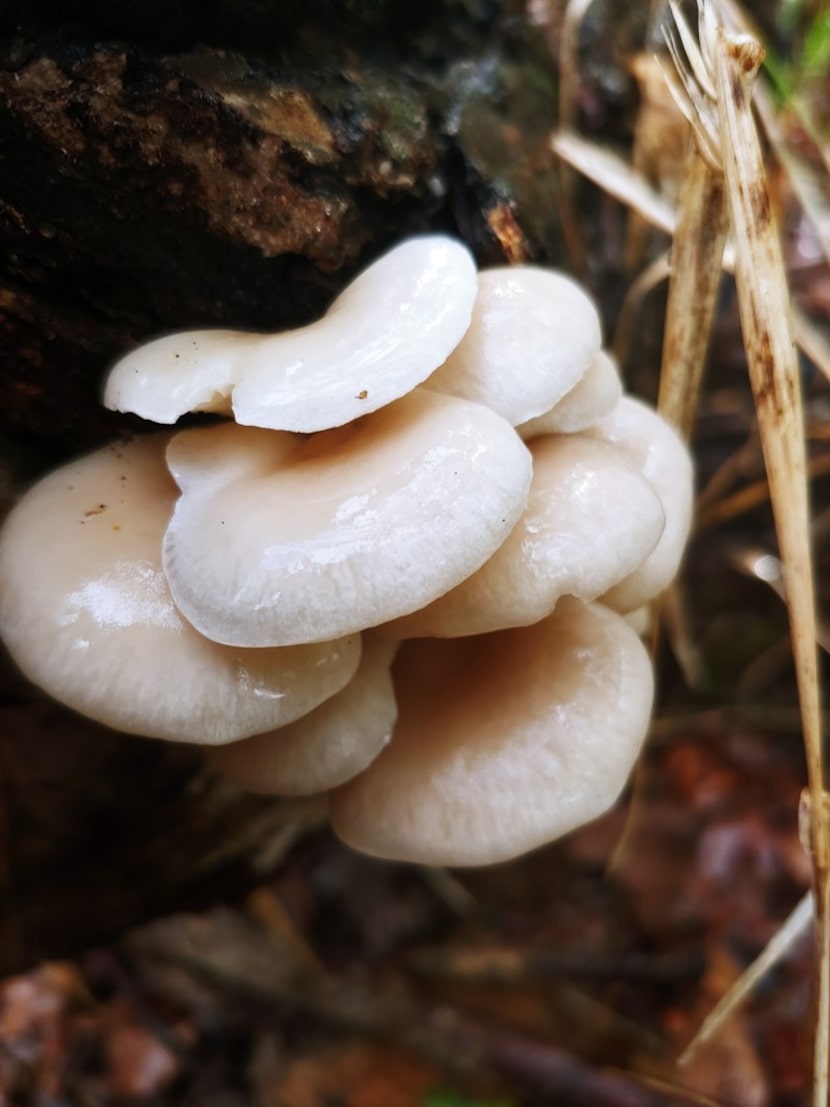 A cluster of oyster mushrooms (Pleurotus spp.) fruit on a decomposing black willow tree...