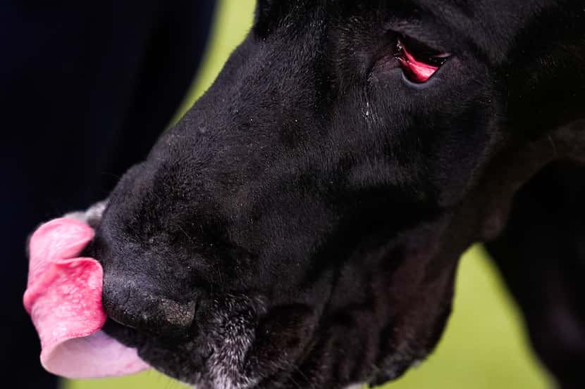 A Great Dane licks its nose in the Breed Showcase area at the 148th Westminster Kennel Club...