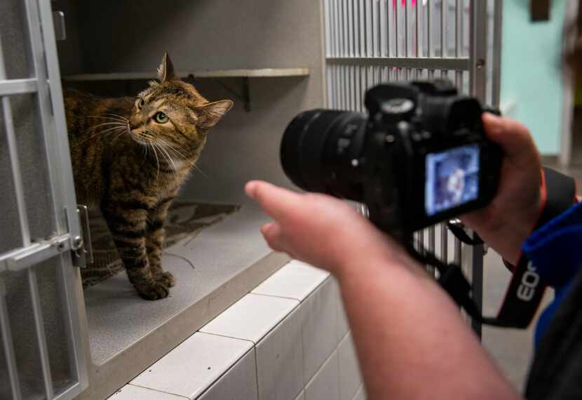 Megan Padgett, Dallas Animal Services coordinator, takes a photo of Jenny (A1068801) at...