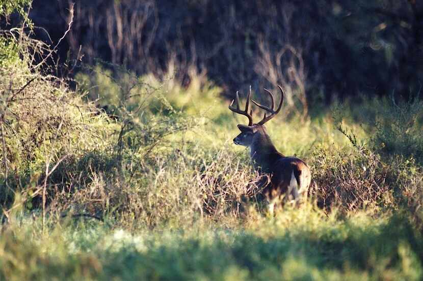 With a white-tailed deer herd estimated at 4.6 million animals -- more than twice that of...
