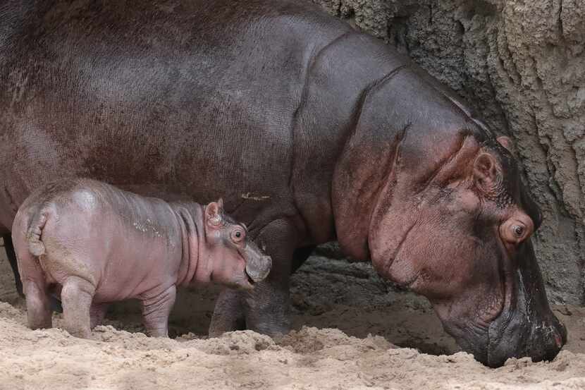 Boipelo and her calf explore their habitat in the Simmons Hippo Outpost. The calf, born May...