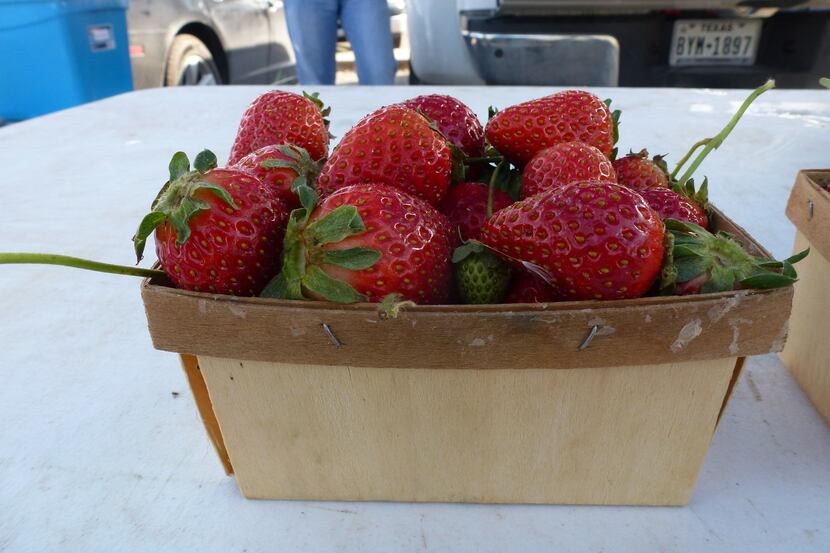 Strawberries up close and personal at Cowtown Farmers Market from  Demases Farm in Boyd