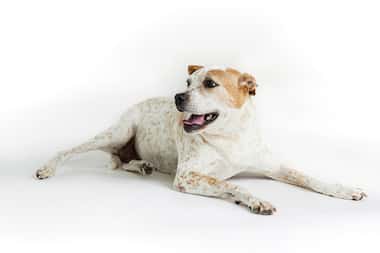 White dog with brown spots lays on floor
