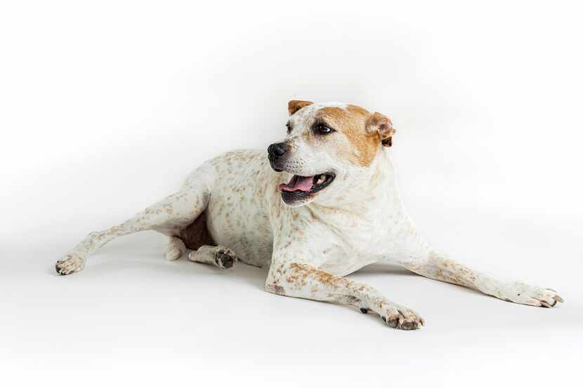 White dog with brown spots lays on floor