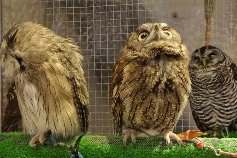 
Fukuro no Mise, one of several Japanese animal cafes, allows patrons to hold the owls.
