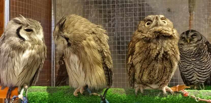 
Fukuro no Mise, one of several Japanese animal cafes, allows patrons to hold the owls.
