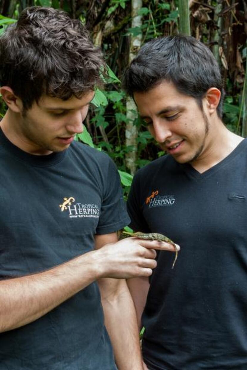 
Biologist Alejandro Arteaga admires a Pinocchio lizard, a species which he and his...