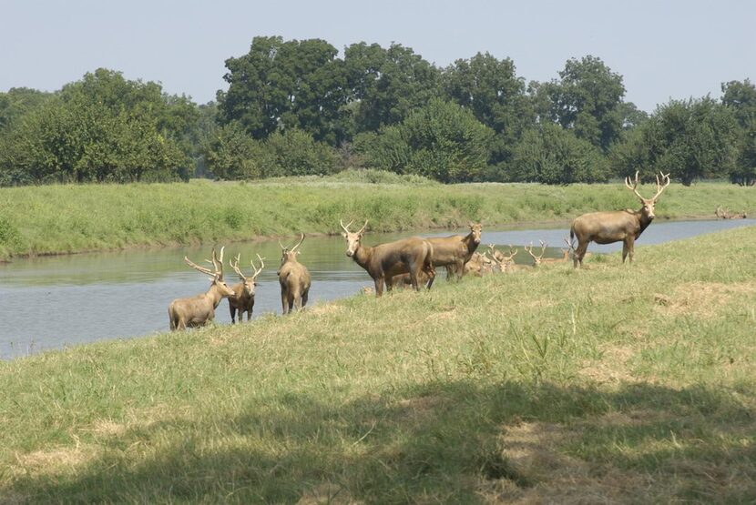 
The preserve hosts multiple speies of local and exotic deer, including whitetail, axis,...