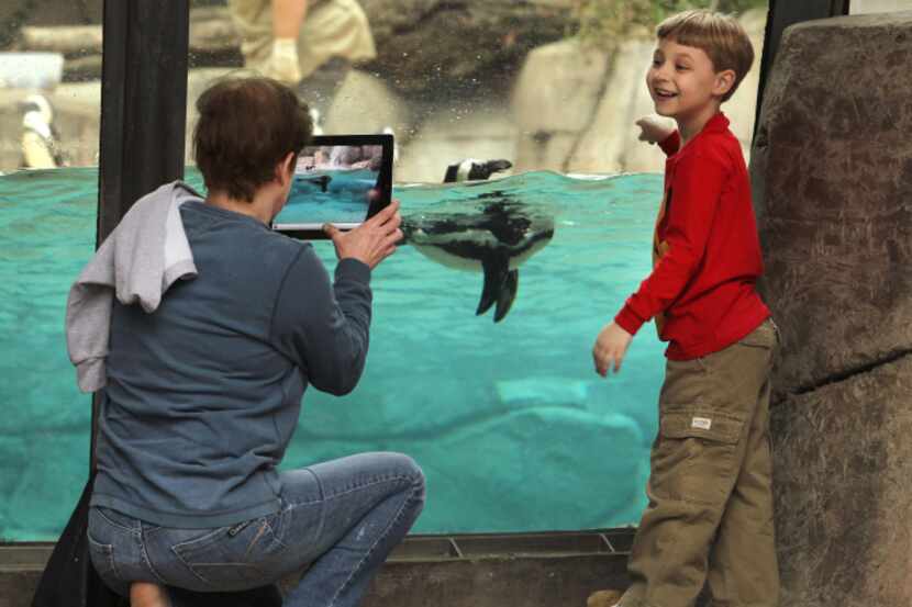 Mark Wedgeworth, 6, posed with penguins for his grandmother Susie Gaither of Garland at the...