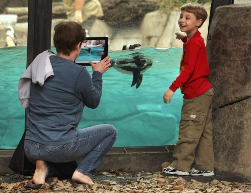 Mark Wedgeworth, 6, posed with penguins for his grandmother Susie Gaither of Garland at the...