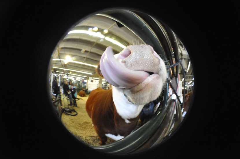 
The National Western Stock Show in Denver includes all kinds of rodeo-themed fun.


