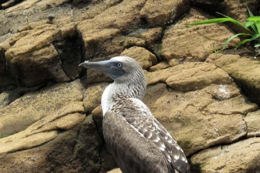 
The rocks of Isabela Island in the Galápagos offer a perch for a blue-footed booby.
