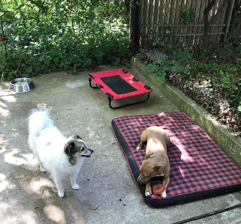 Smooth concrete is the best surface for dog runs