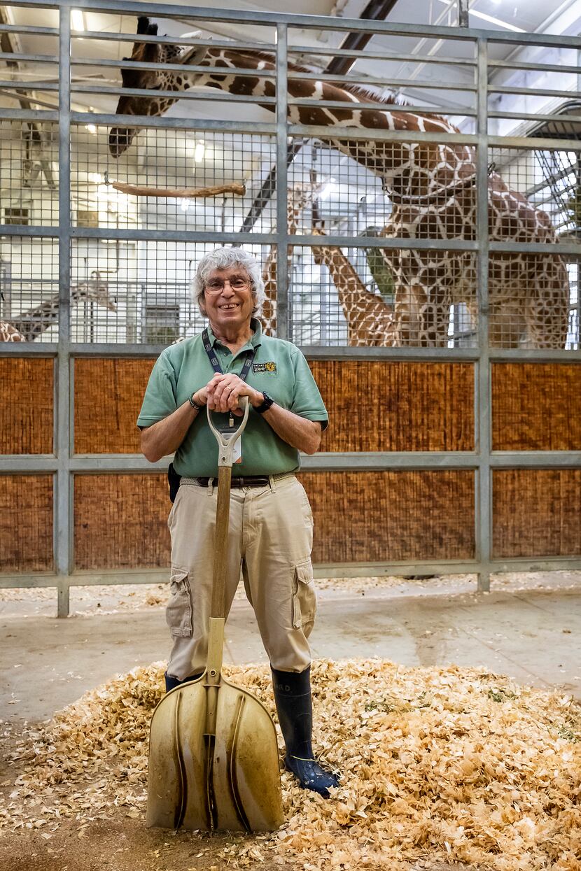 Richard Cohen, 77, has volunteered at the Dallas Zoo since 2003, when he retired from the...