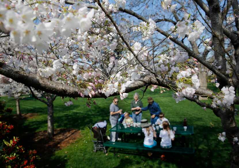 The Krajca family of Dallas enjoys a picnic below an array of pink and white cherry blossoms...