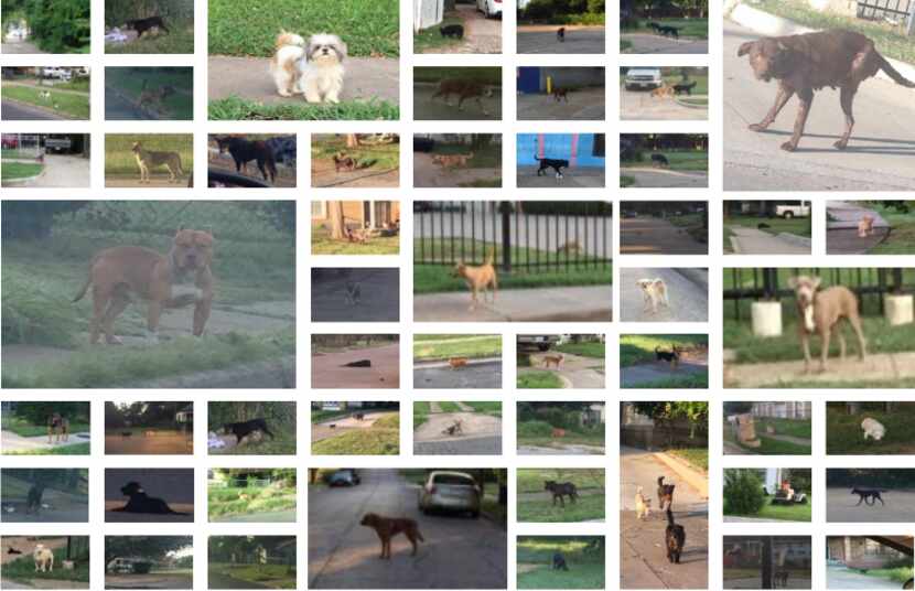 A consulting firm took numerous photos while conducting a "census" of loose dogs on the...