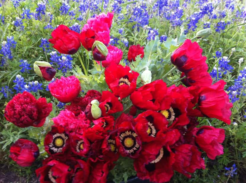 
A bucket of poppies cut and prepped for sale at Quarry Flower Farm. 
