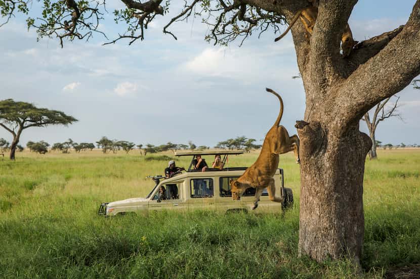 A lion leaps from a tree in Serengeti National Park. The Serengeti is one of the world's...