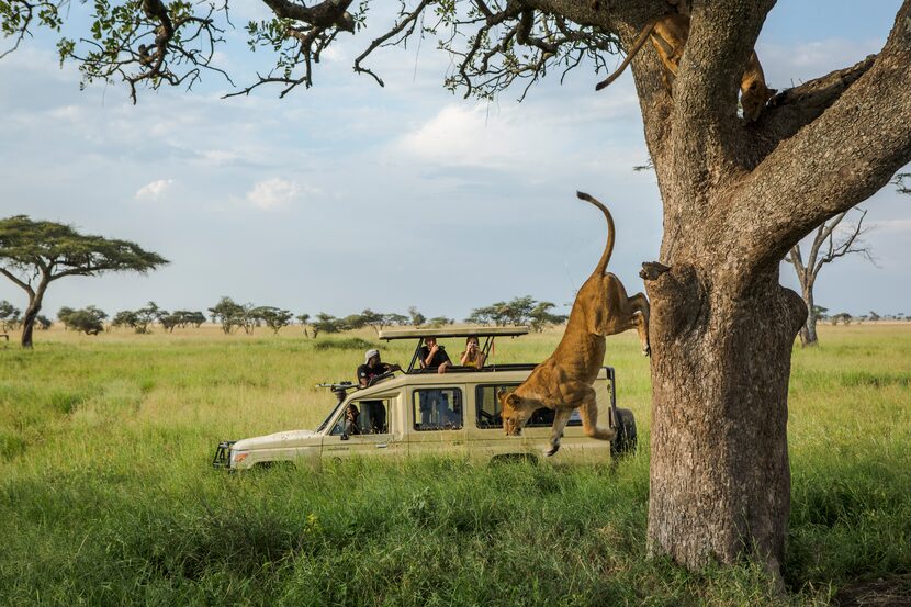 A lion leaps from a tree in Serengeti National Park. The Serengeti is one of the world's...