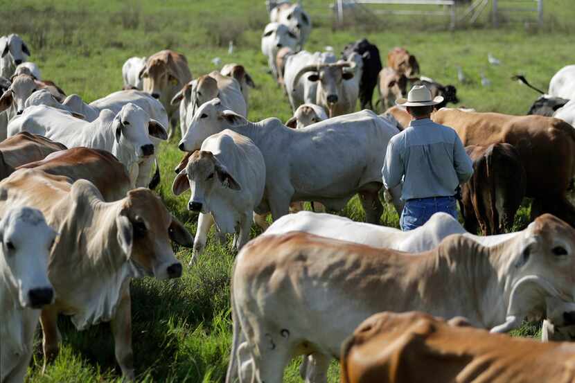 Meeting Texas' need for more rural veterinarians has been a focus of Texas A&M for years,...