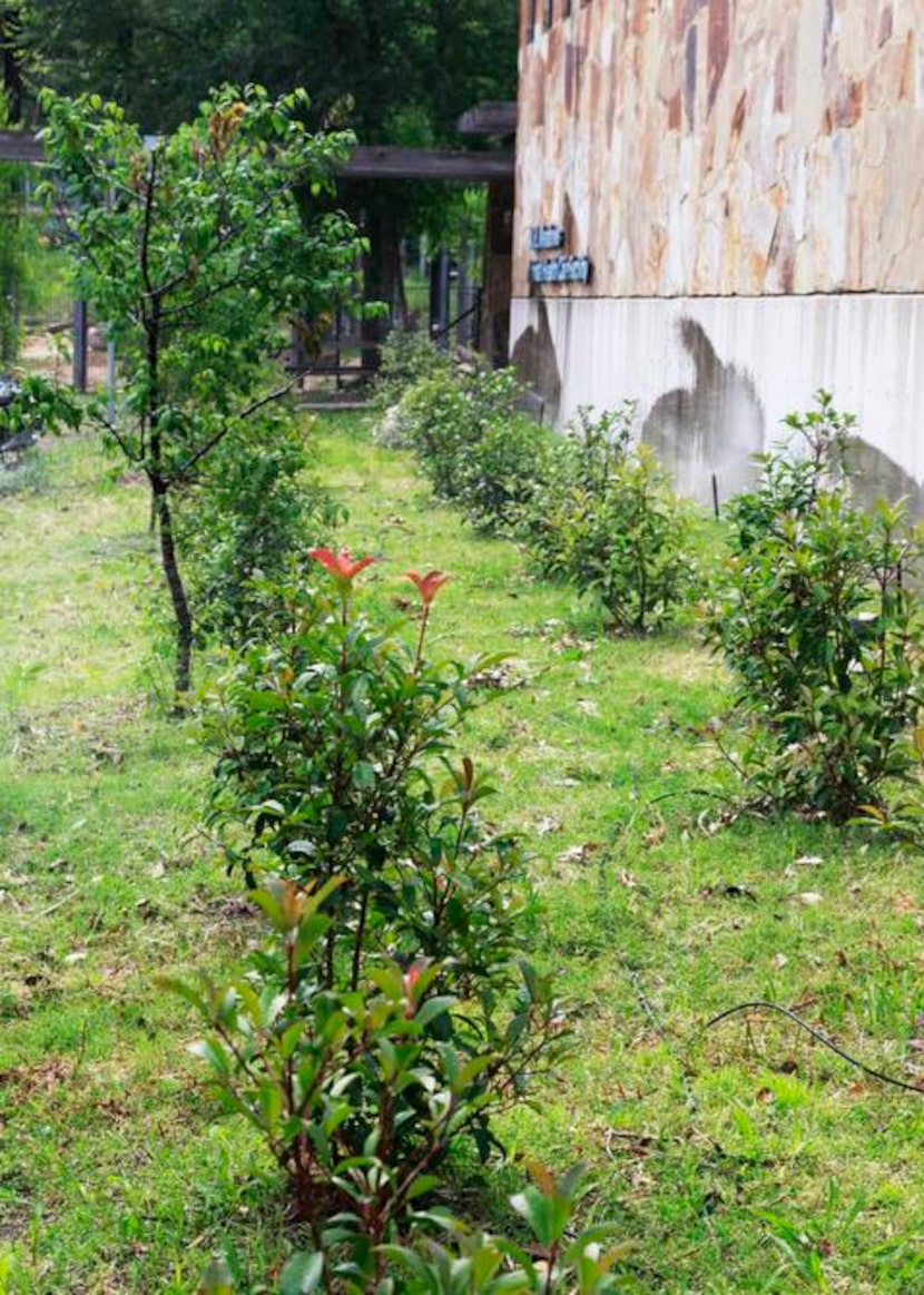 
The common landscape shrub red-tipped photinia happens to a favorite menu item for some of...