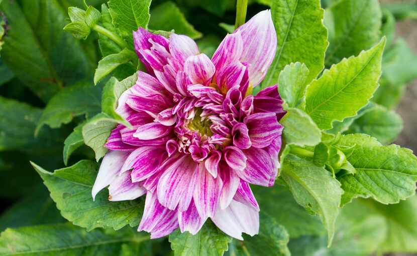 'Cafe au Lait' dahlia at Tin Cup Farm 