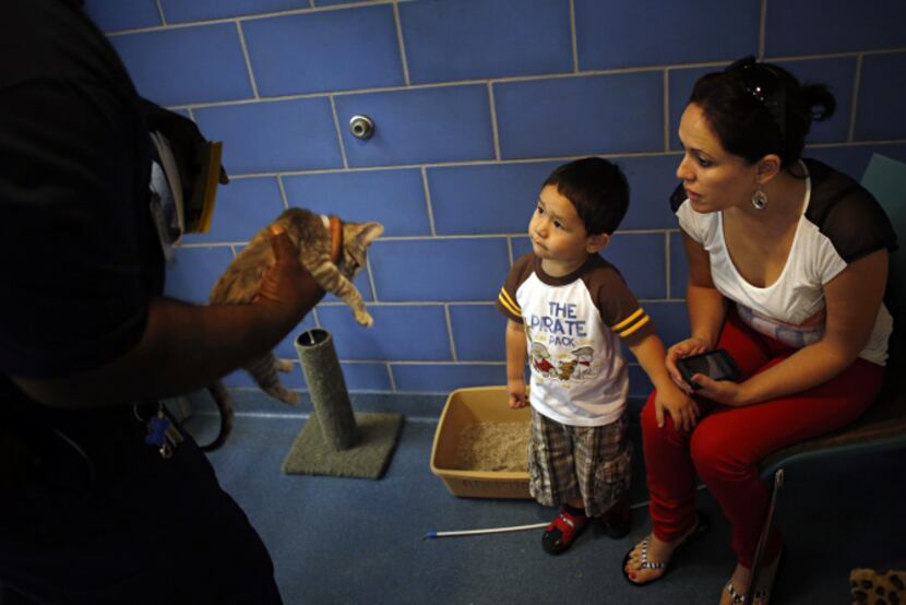 Dallas Animal Services employee Eddie Hooper brings in a kitten to visit with Janet Garcia...