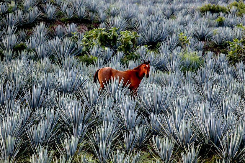 A horse grazes in a blue agave field in San Martin de las Canas, Jalisco.