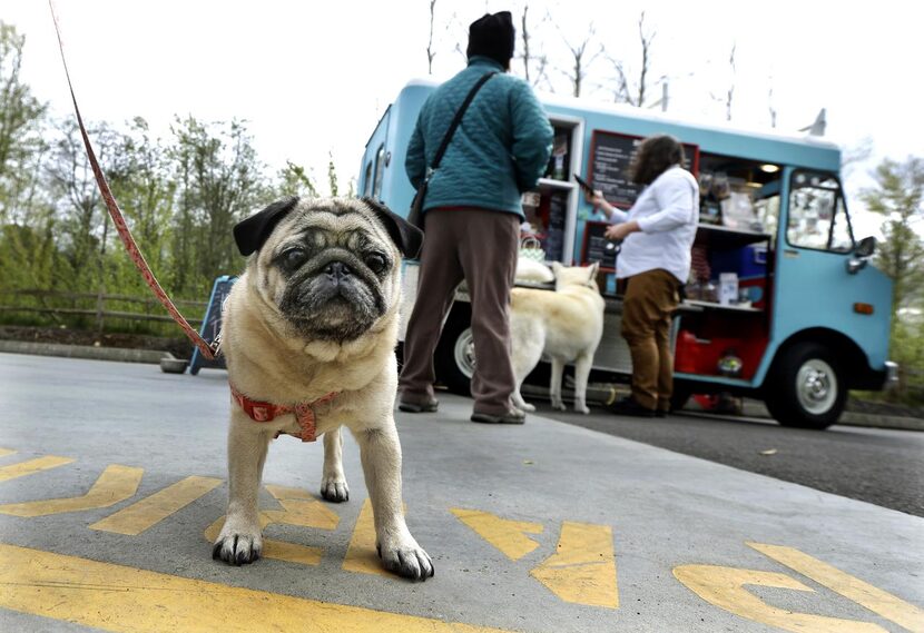 
Stella, a pug owned by Jannelle Harding of Seattle, waits her turn.
