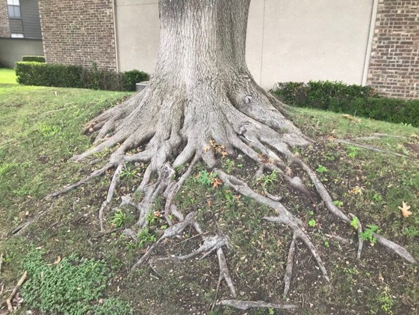 Like this large red oak growing on top of a berm, trees can't be planted too high. They love...